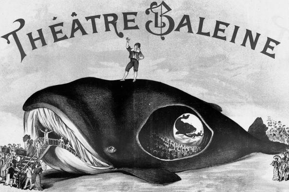 Projet de film Baleine